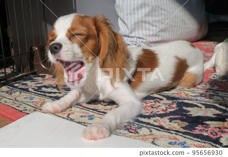 yawning puppy cavalier yawning puppy cavalier 95656930