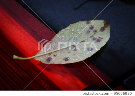 Back side of pear leaf with black dots and rain drops on wet back side of black car with red back lights cover during an autumn season 95656950
