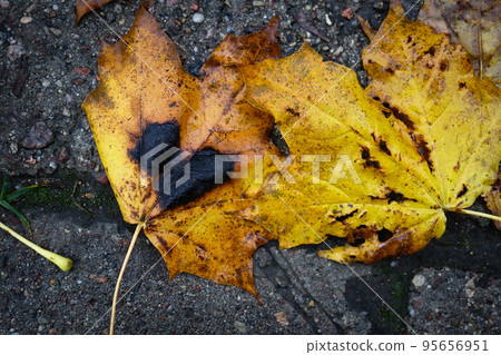 Two crossed yellow maple tree leaves on wet back side of black car near a number plate during an autumn season Two crossed yellow maple tree leaves on wet back side of black car near a number plate during an autumn season 95656951