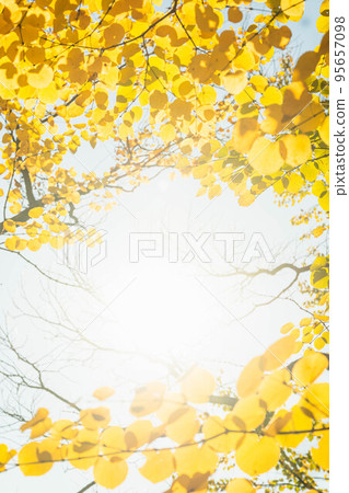 有秋葉的桂樹 有秋葉的桂樹 95657098