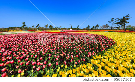 Beautiful tulip flower fields at Taean World Tulip Festival 95657167