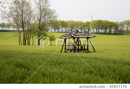 高敞綠色大麥田與小屋的景色 高敞綠色大麥田與小屋的景色 95657176