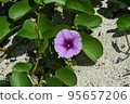 Hamahiga Island: Bindweed on the beach 95657206