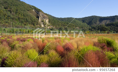 貞邑九田町主題公園的雛菊花田被秋葉染紅 95657268