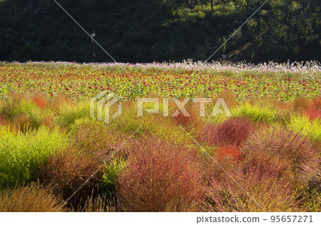 A field of daisy flowers dyed with autumn leaves at the theme park in Gujeon-cho, Jeongeup A field of daisy flowers dyed with autumn leaves at the theme park in Gujeon-cho, Jeongeup 95657271