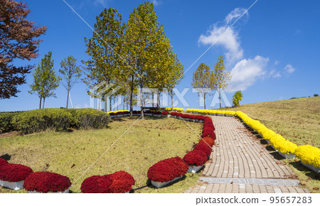 Flower road going up to the sky at Imsil Chrysanthemum Festival Flower road going up to the sky at Imsil Chrysanthemum Festival 95657283