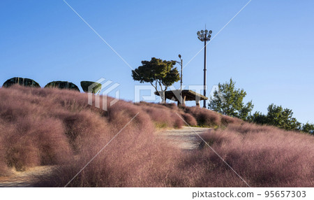和順南山公園的紫色粉紅色 Muhly Hill 和順南山公園的紫色粉紅色 Muhly Hill 95657303