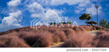和順南山公園的紫色粉紅色 Muhly Hill 和順南山公園的紫色粉紅色 Muhly Hill 95657304