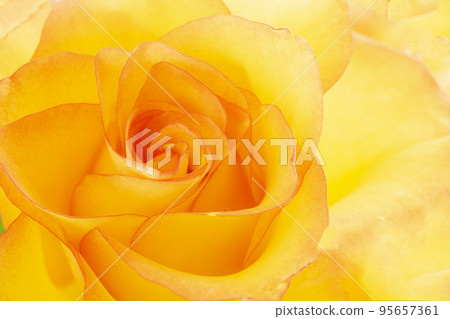 Rose of yellow 95657361