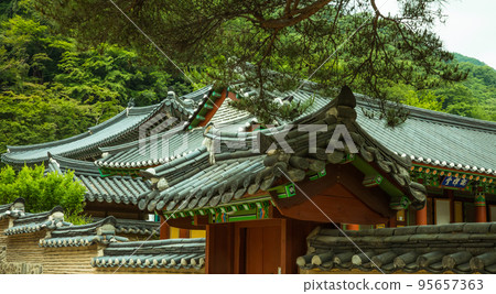 白楊寺院內綠樹下的古色古香的佛教建築 95657363