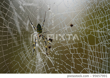A rainbow-colored spider's web wet with night dew A rainbow-colored spider's web wet with night dew 95657991
