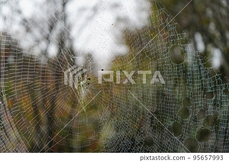 A rainbow-colored spider's web wet with night dew A rainbow-colored spider's web wet with night dew 95657993