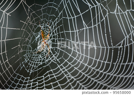 A rainbow-colored spider's web wet with night dew 95658000