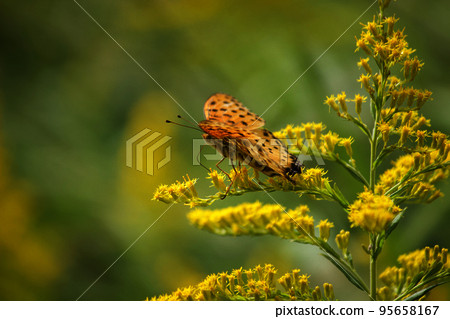 A butterfly sucking nectar from a goldenrod flower A male black fritillary 95658167