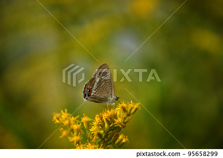 Lycaenidae 棲息在一朵黃花上 Lycaenidae 棲息在一朵黃花上 95658299