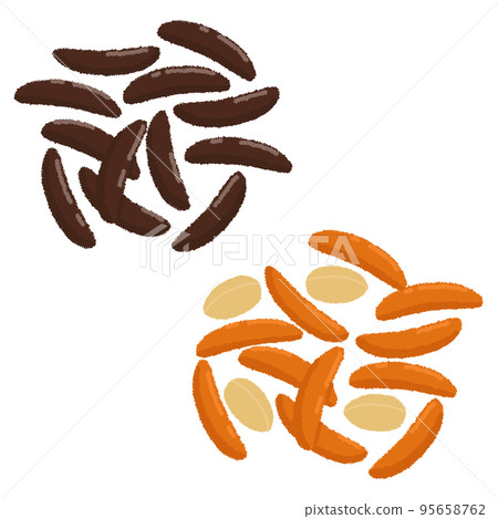 Illustration of persimmon seeds 95658762