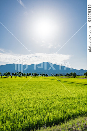 Niigata Rice and scissors in July 95659316