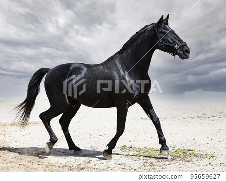 black stallion in nature 95659627