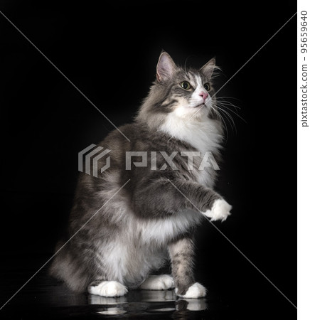 Norwegian Forest cat Norwegian Forest cat 95659640