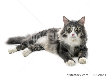 Norwegian Forest cat Norwegian Forest cat 95659641