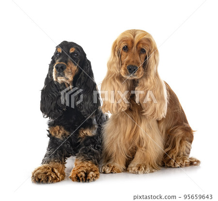 English Cockers Spaniels English Cockers Spaniels 95659643
