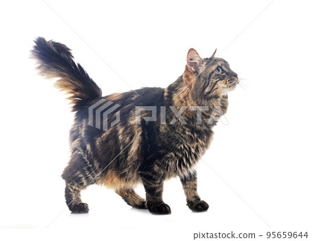maine coon in studio maine coon in studio 95659644