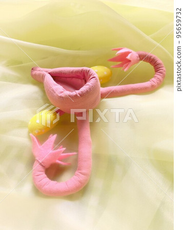 友好的粉紅色真人大小的子宮模型 95659732