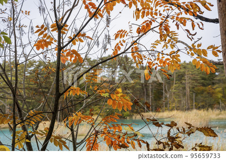 福島縣北鹽原村弁天沼秋季五色沼自然步道 95659733