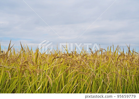 稻穗成熟金黃（秋、十月） 95659779