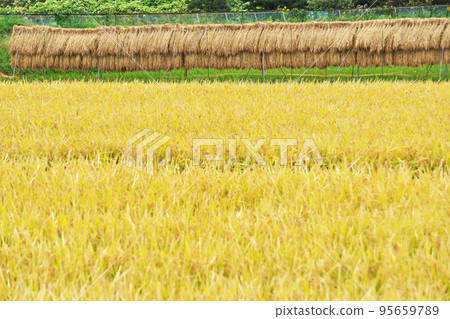 稻穗成熟金黃（秋、十月） 95659789