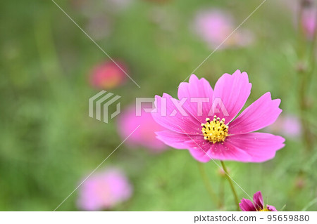 (Flower scenery) A light pink cosmos flower (Flower scenery) A light pink cosmos flower 95659880