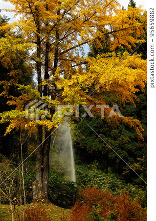 Onikobe Kanketsu Spring and Ginkgo Tree Onikobe Kanketsu Spring and Ginkgo Tree 95659882