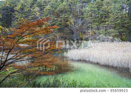 Autumn Goshikinuma Nature Exploration Trail, Fukadoronuma, Kitashiobara Village, Fukushima Prefecture 95659915