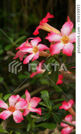 Tropical red flower Tropical plant (August) Adenium 07V9.16 Tropical red flower Tropical plant (August) Adenium 07V9.16 95659955