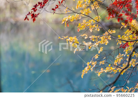 秋季五色沼自然步道 毗沙門沼北鹽原村，福島縣 95660225