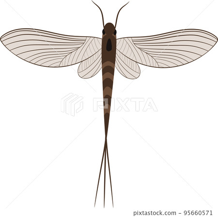 Mayfly 95660571