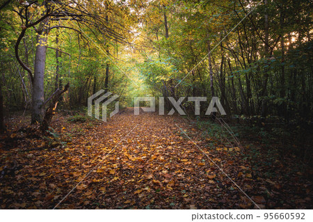 Leafy road in a moody autumn forest 95660592