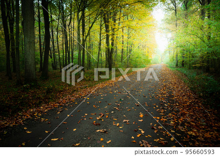 Fallen leaves on the road in the woods 95660593