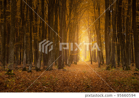 A path with light in the autumn forest 95660594