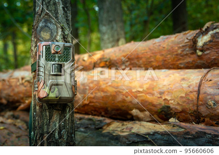 Camera trap attached in the forest, woods monitoring Camera trap attached in the forest, woods monitoring 95660606