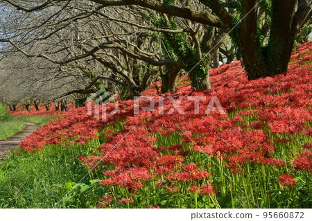 Promenade to Higanbana blooming at Sakura Tsutsumi Park in Yoshimi Town, Saitama Prefecture Promenade to Higanbana blooming at Sakura Tsutsumi Park in Yoshimi Town, Saitama Prefecture 95660872