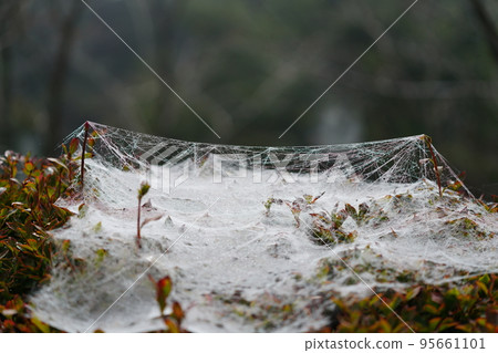 A spider web that shines wet with the night dew 95661101