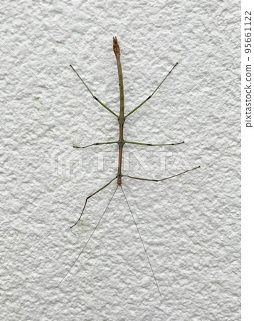 Male green stick insect Male green stick insect 95661122