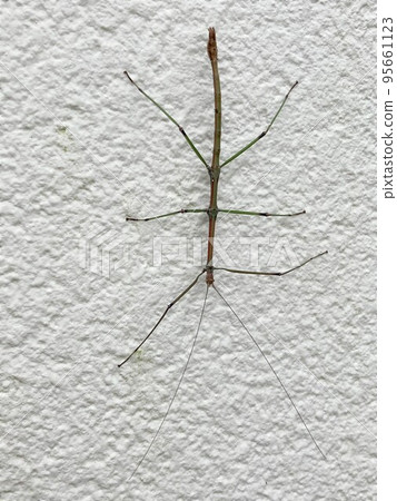 Male green stick insect Male green stick insect 95661123