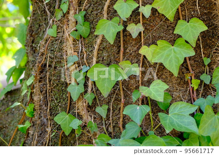 常春藤纏結的莖 95661717