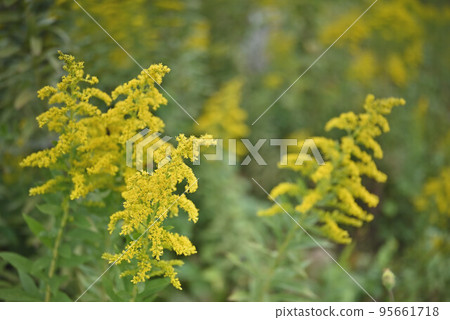 （植物景觀）加拿大一枝黃花 95661718