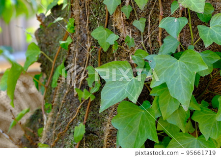 常春藤纏結的莖 95661719