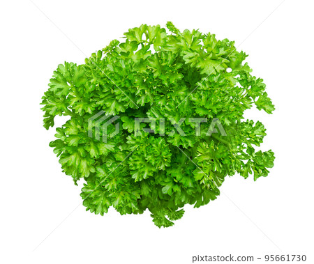 Bunch of fresh curly parsley, isolated, from above. Curly leaf parsley, with bright green crinkled leaves, used as a garnish. Petroselinum crispum is widely cultivated as a herb and as a vegetable. Bunch of fresh curly parsley, isolated, from above. Curly leaf parsley, with bright green crinkled leaves, used as a garnish. Petroselinum crispum is widely cultivated as a herb and as a vegetable. 95661730