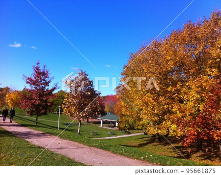 Blue sky and red and yellow trees Blue sky and red and yellow trees 95661875