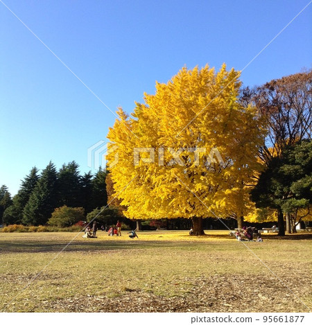 A park where ginkgo leaves are beautifully yellow A park where ginkgo leaves are beautifully yellow 95661877